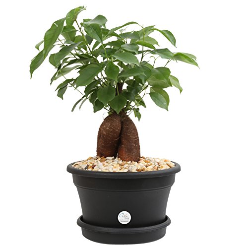 Costa Farms Ficus Bonsai Live Indoor Tabletop Plant in 6-Inch Plastic Pot