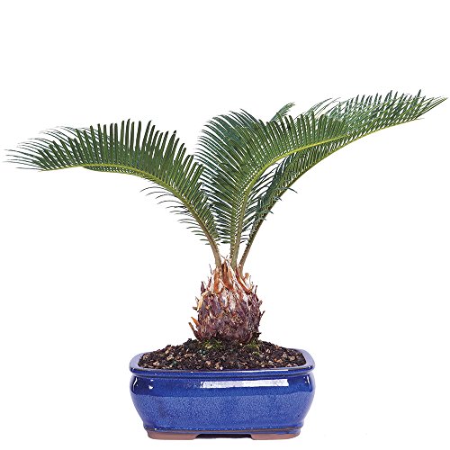 Brussel's Live Sego Palm Indoor Bonsai Tree  