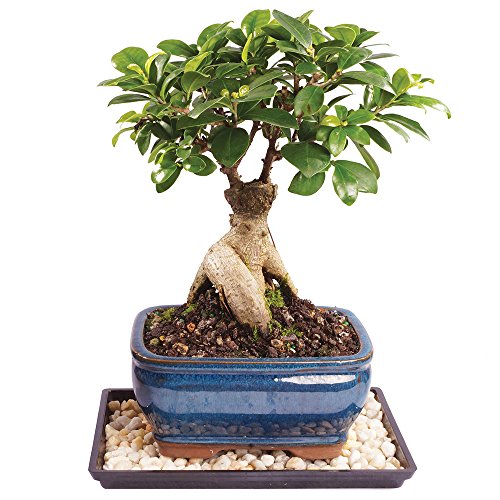 Brussel's Live Gensing Grafted Ficus Indoor Bonsai Tree  