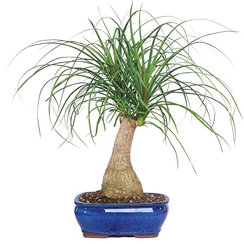 Brussel's Live Pony Tail Palm Indoor Bonsai Tree  