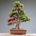 Best Bonsai for Indoors